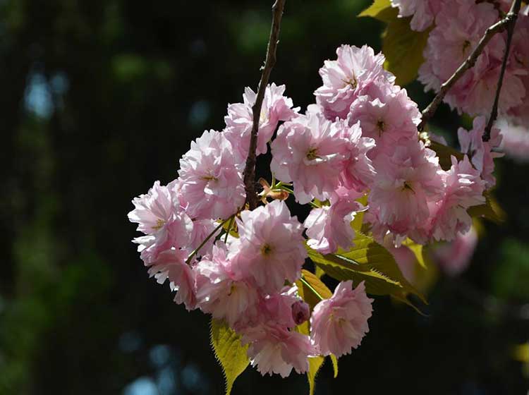 青岛屋顶花园设计